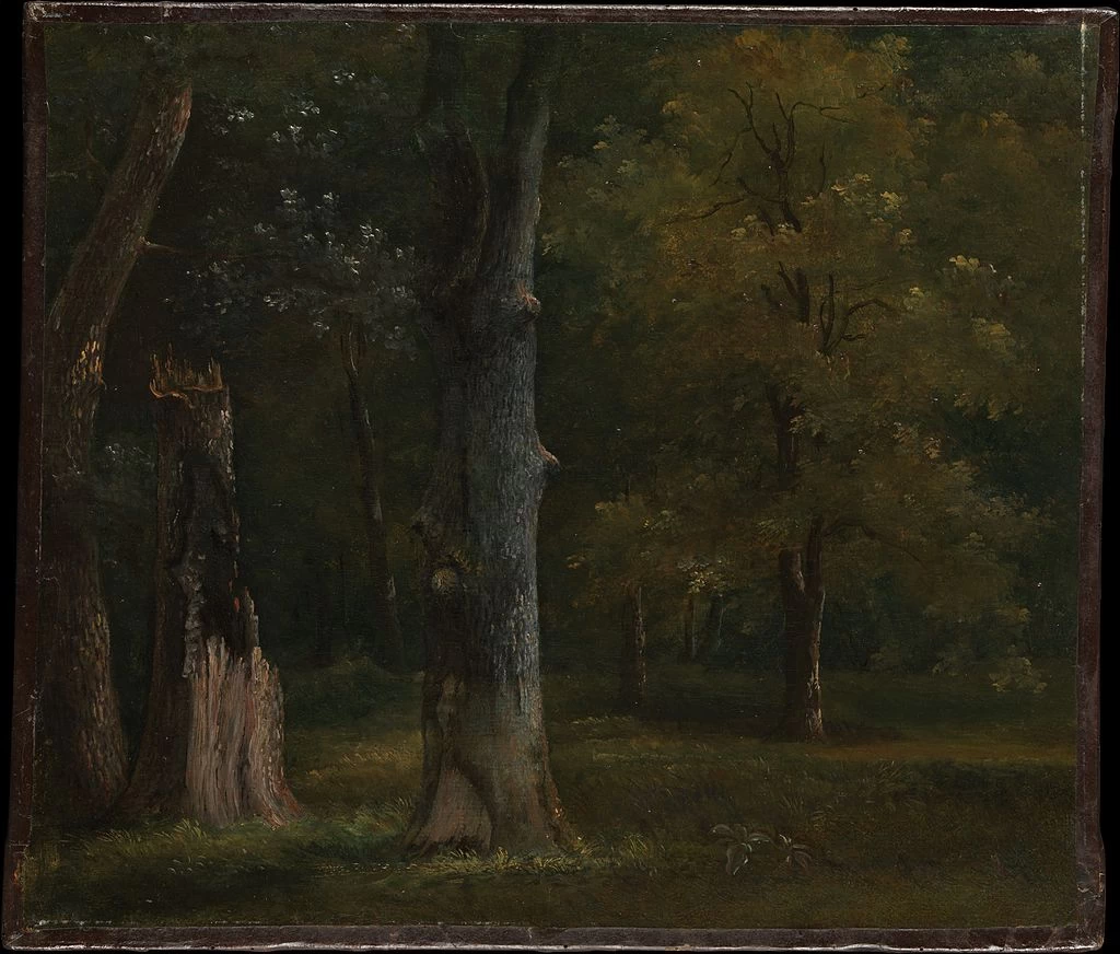 Alberi nel bosco di Boulogne - Parigi